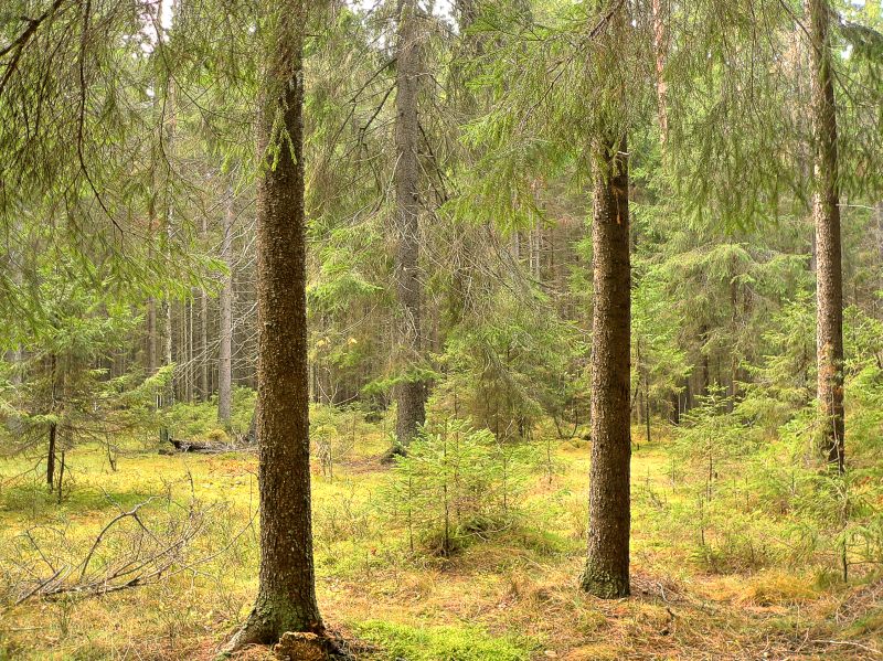 Magic forest
