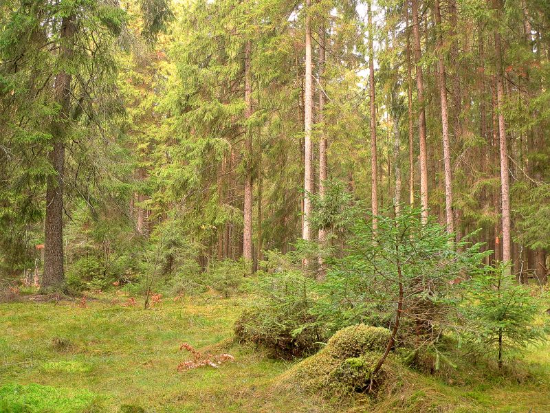 Magic forest