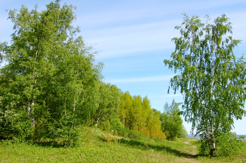 Sattva of Summer
