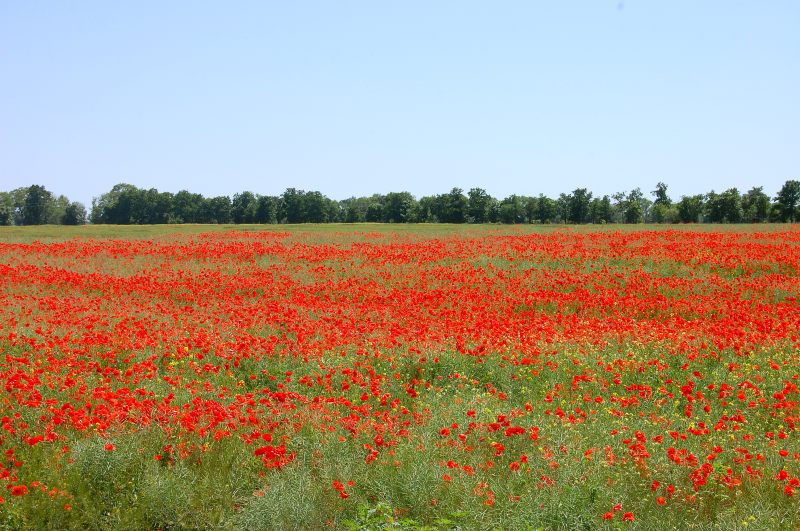 Poppies