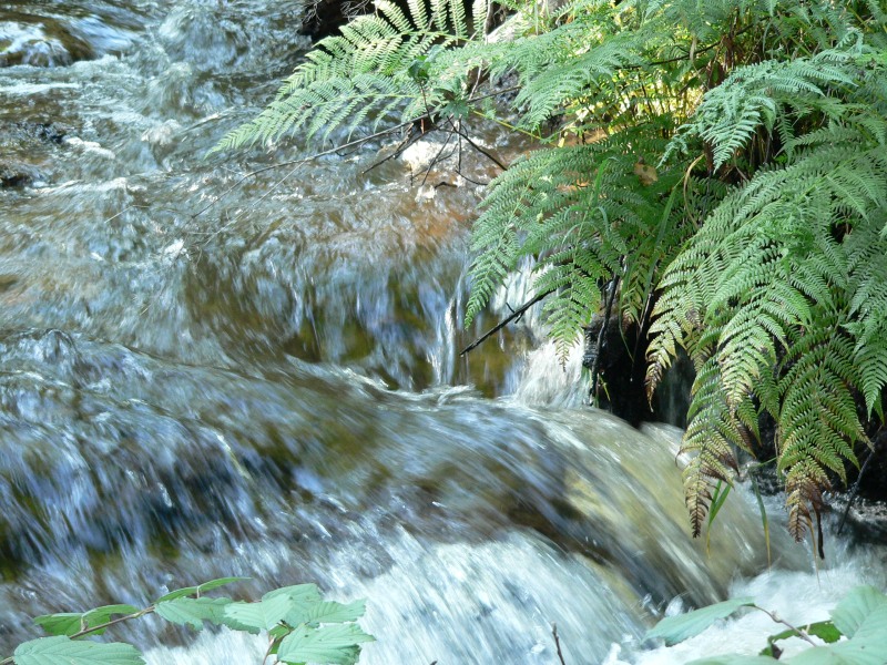 Forest River