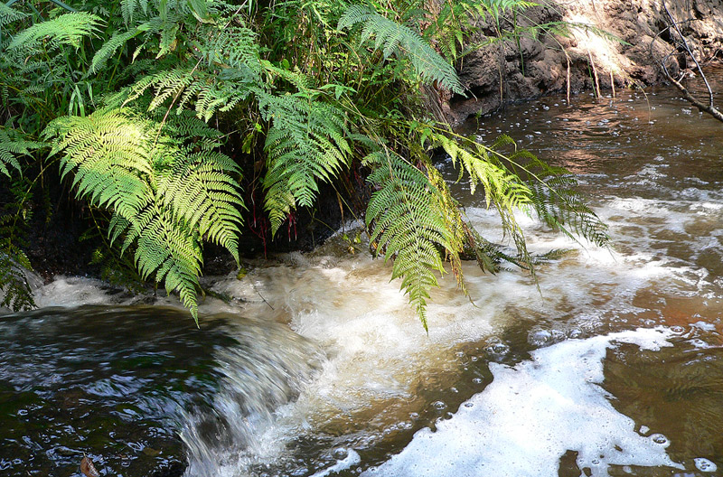 Forest River