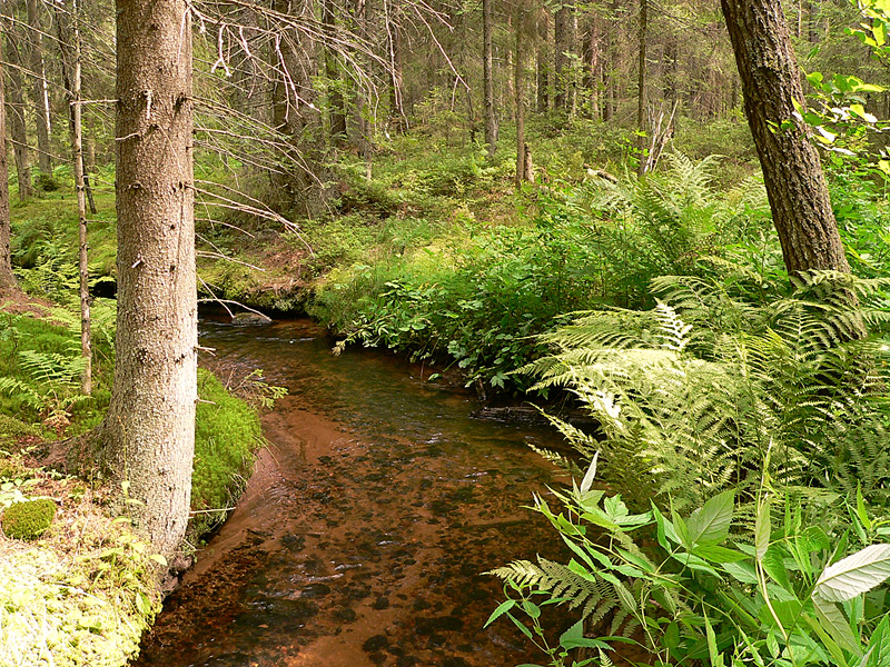 Forest River