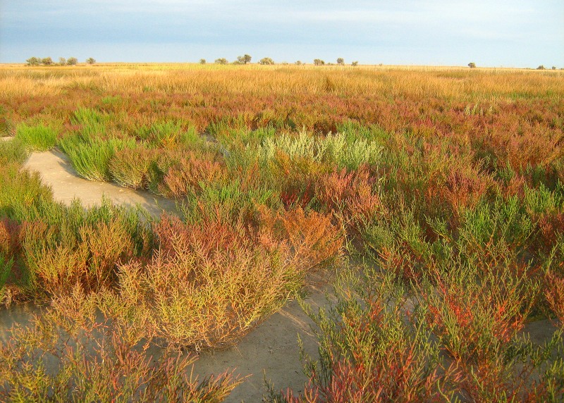 At the Sivash Sea