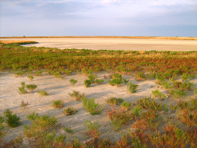 At the Sivash Sea