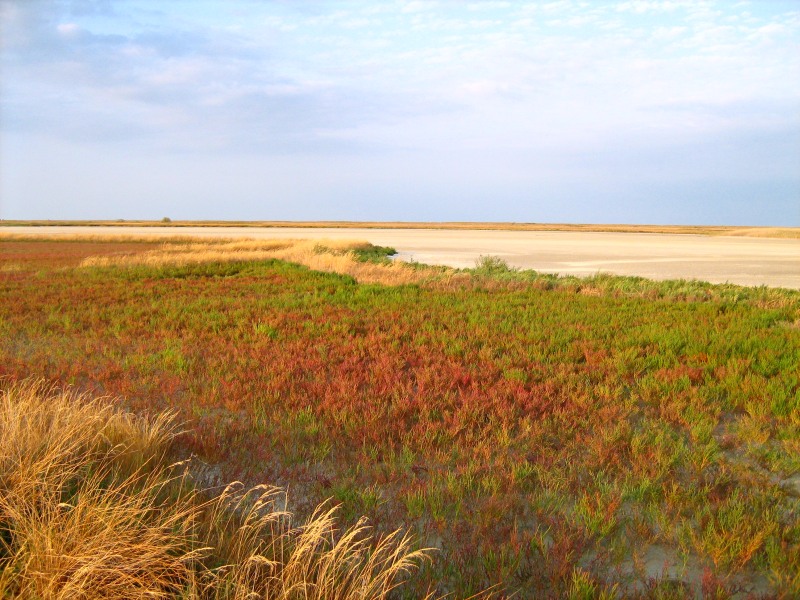 At the Sivash Sea