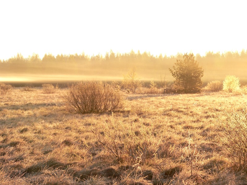 Harmony of morning