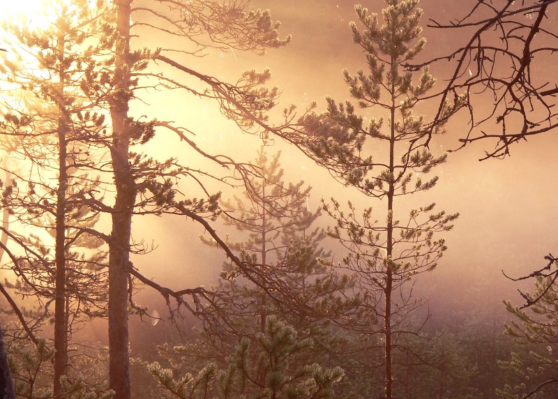 Magic of morning