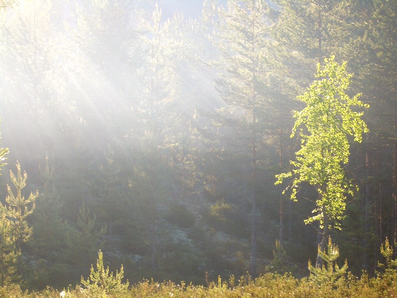 Magic of morning