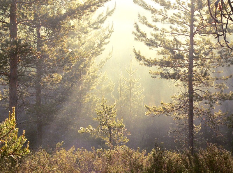 Magic of morning