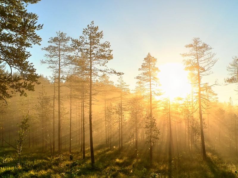 Magic of morning