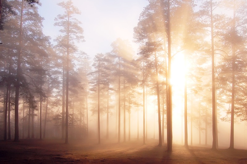Magic of morning