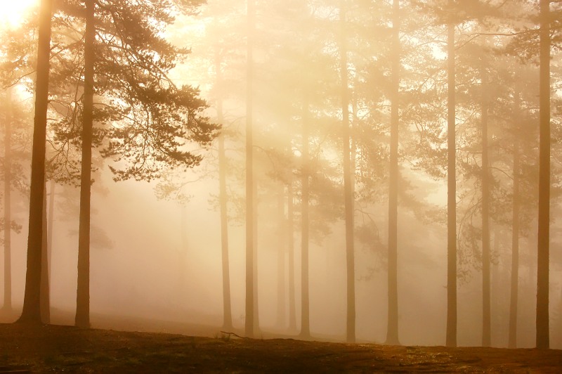 Magic of morning