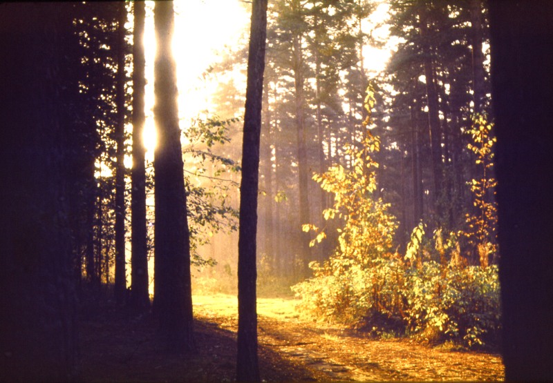 Magic of morning