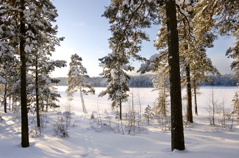 Winter