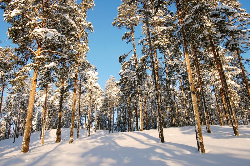 Winter