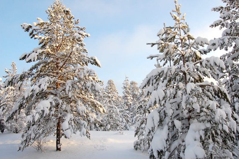 Winter