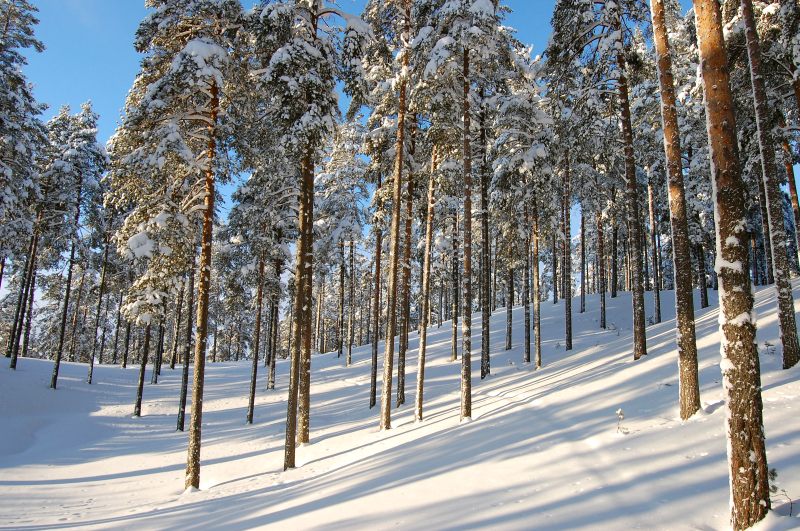 Winter