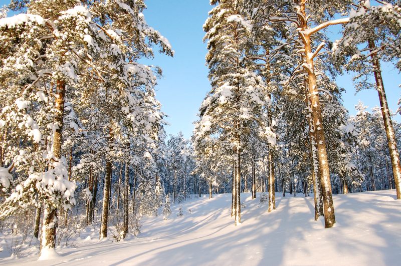 Winter