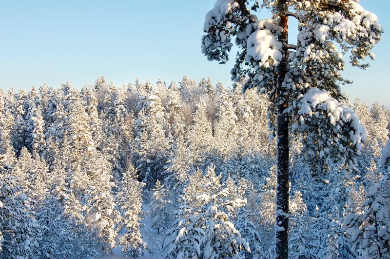Winter