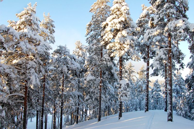Winter