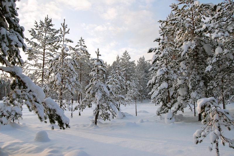 Winter