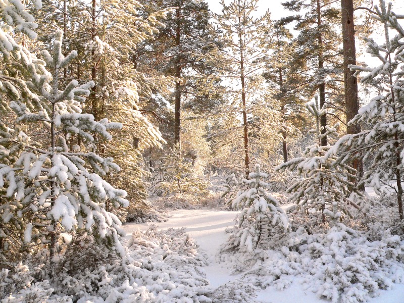 Winter
