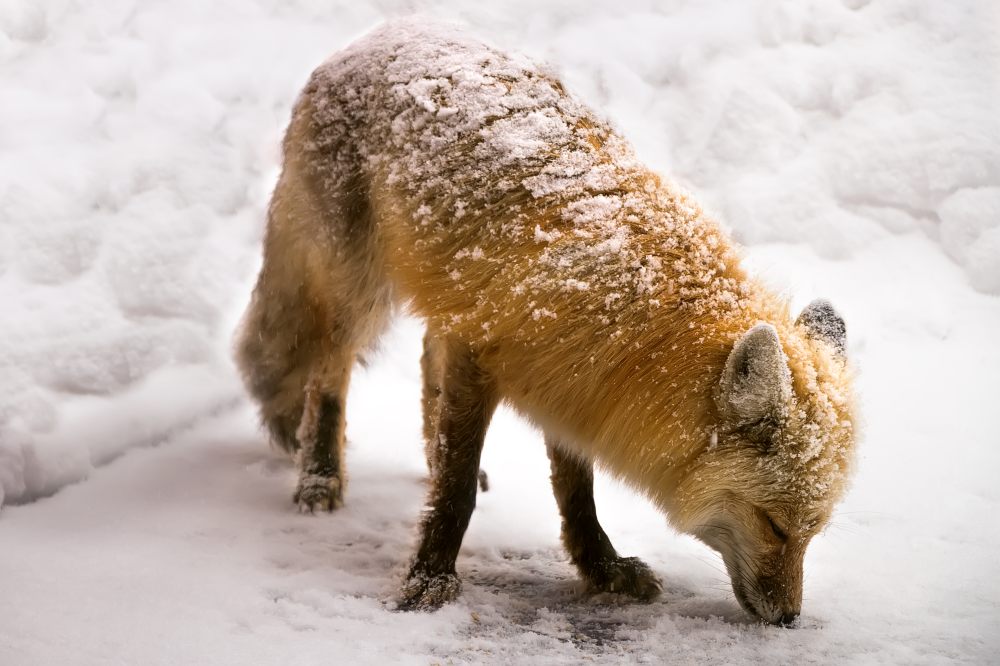 American red fox (Vulpes vulpes fulvus)
