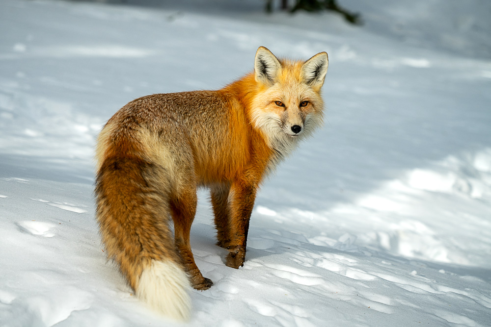 Rotfuchs (Vulpes vulpes fulvus)