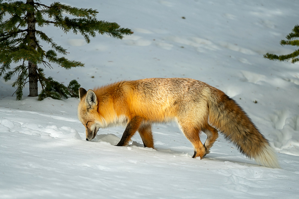 Rotfuchs (Vulpes vulpes fulvus)