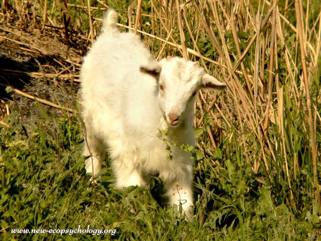 Goat (Capra aegagrus hircus)