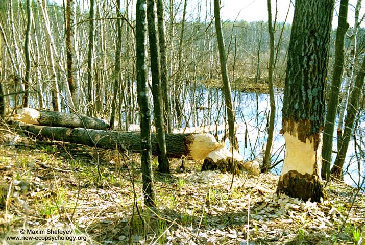 Beaver’s 