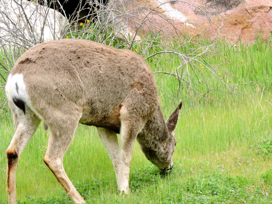 Cervo mulo (Odocoileus hemionus)