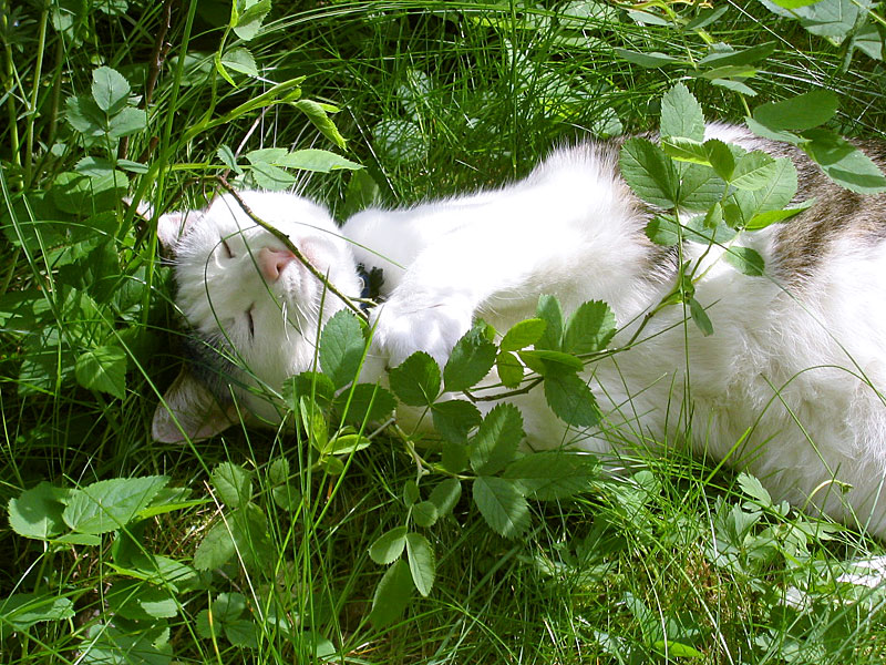 Cat (Felis silvestris catus)