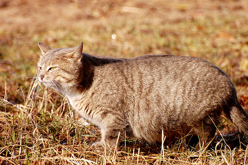 Cat (Felis silvestris catus)