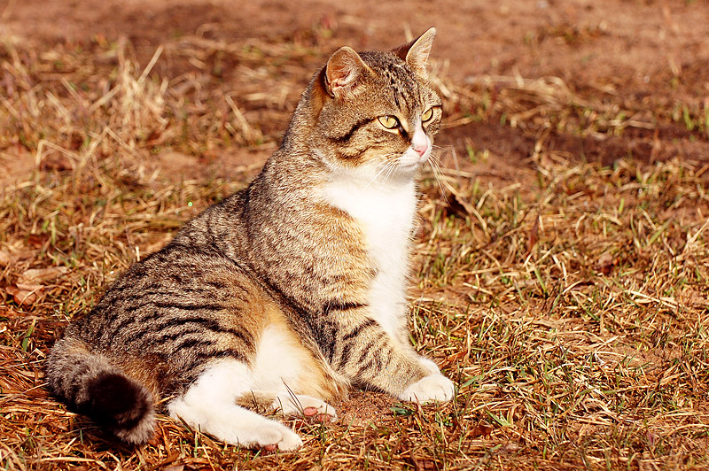 Cat (Felis silvestris catus)