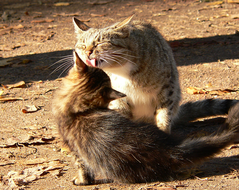 Cat (Felis silvestris catus)