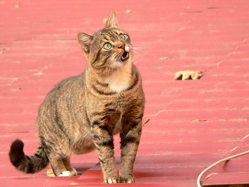 Cat (Felis silvestris catus)