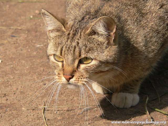 Cat (Felis silvestris catus)