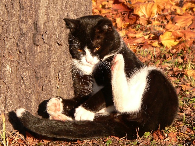 Cat (Felis silvestris catus)