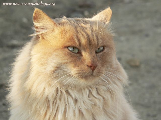 Cat (Felis silvestris catus)
