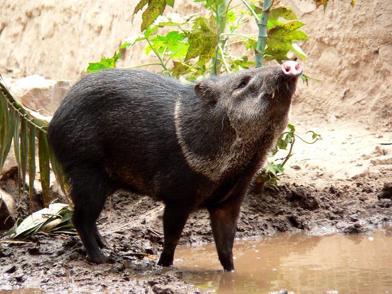Collared Peccary (Pecari tajacu)
