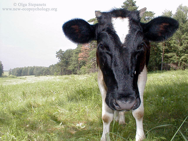 Bovino (Bos taurus taurus)