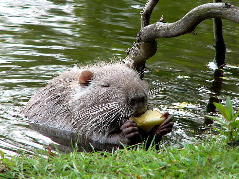 Coypu (Myocastor coypus)