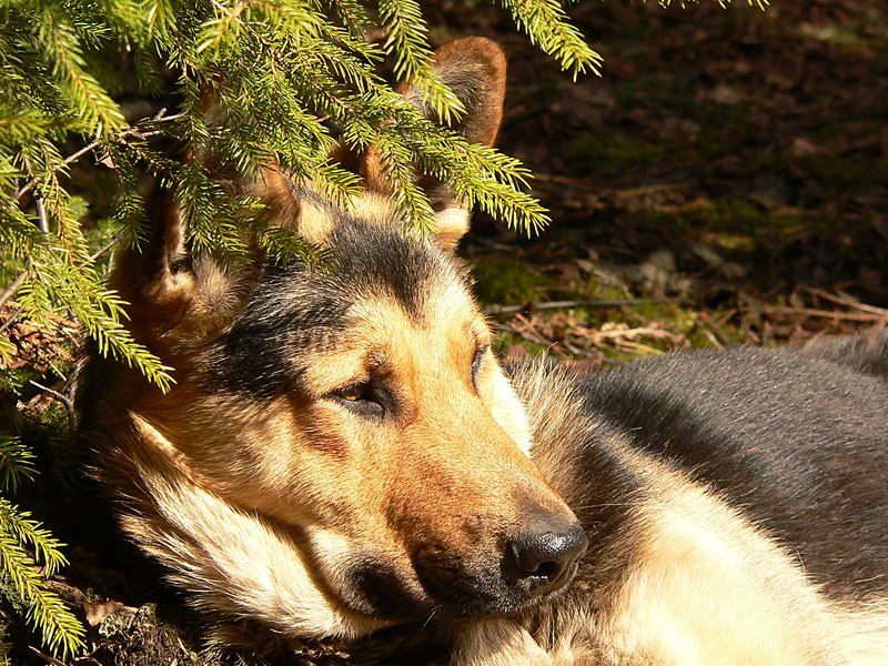 Dog (Canis lupus familiaris)