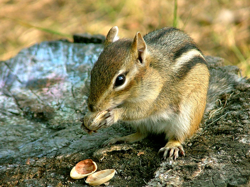 Eastern Chipmunk (Tamias striatus)
