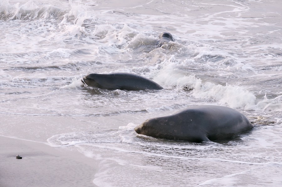 Northern elephant seal (Mirounga angustirostris)