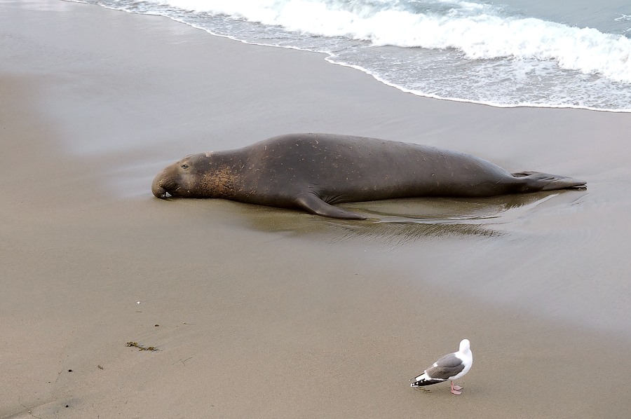 Northern elephant seal (Mirounga angustirostris)