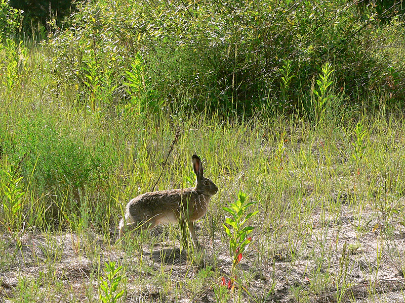 European Hare (Lepus europaeus)