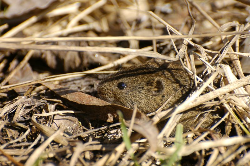 Field Vole or Short-tailed Vole (Microtus agrestis)